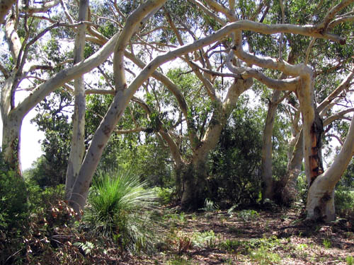 Wollum woodland with Scribble gums